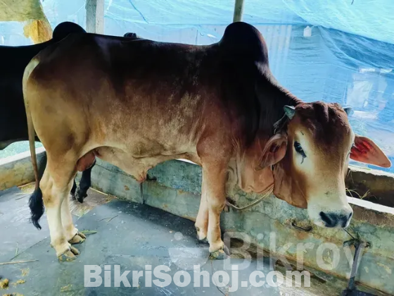 কুরবানীর পশু